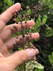 Scrophularia villosa