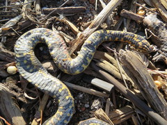 Helicops infrataeniatus