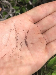 Scrophularia villosa