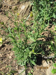 Osteospermum spinosum