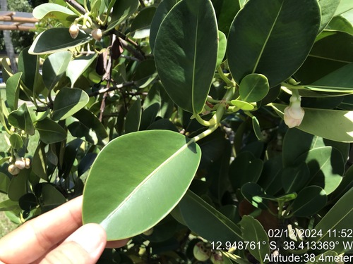 Clusia nemorosa (Clusia nemorosa)