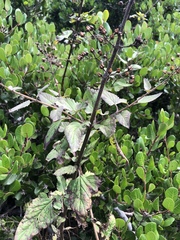 Scrophularia villosa