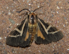 Apantesis f-pallida