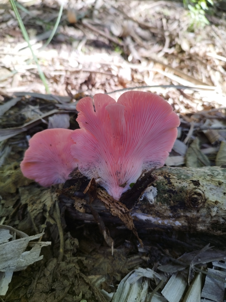 Pleurotus djamor · November 2024 · photo: © seba_fornes (iNaturalist, cc-by)