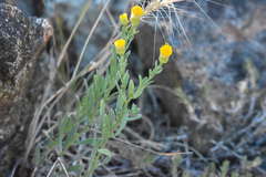 Erigeron petrophilus