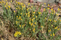 Erigeron petrophilus