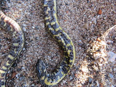 Helicops infrataeniatus