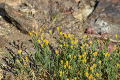 Erigeron petrophilus