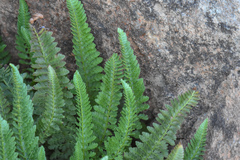 Polystichum scopulinum