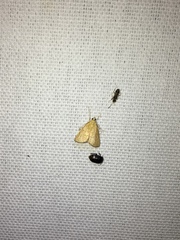 Glaphyria sesquistrialis