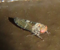 Athysanini