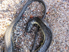 Helicops infrataeniatus