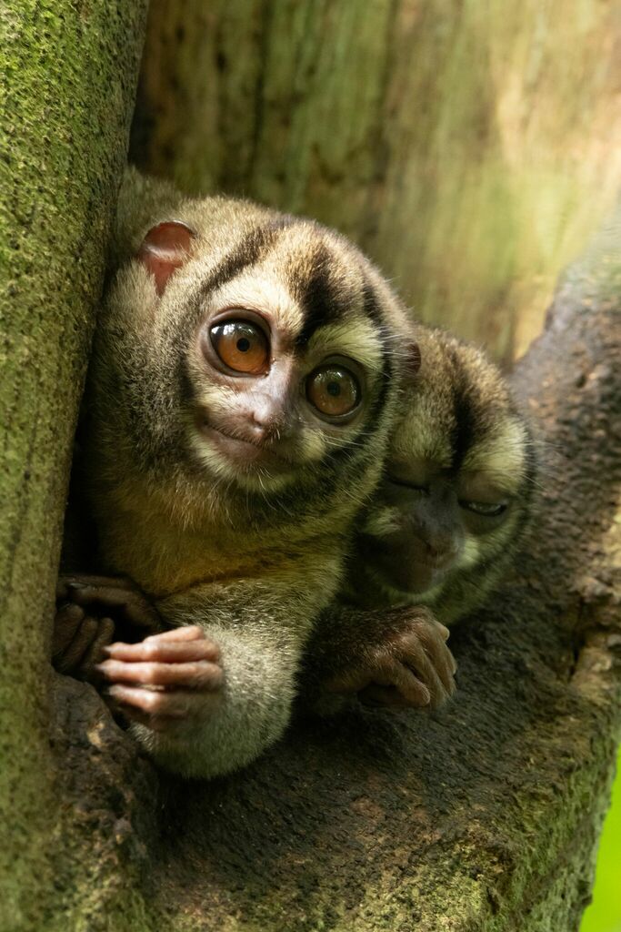 Panamanian Night Monkey