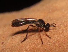 Dioctria