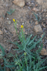 Hieracium nudicaule