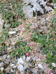 Heuchera caespitosa
