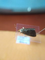 Evergestis aenealis