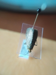 Evergestis aenealis