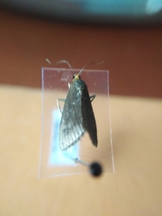 Evergestis aenealis