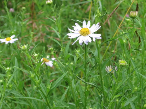 Image of Aster incisus by (c) Repina Tatyana, some rights reserved (CC BY)