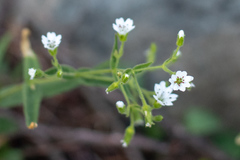 Pseudostellaria jamesiana