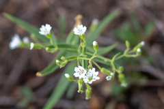 Pseudostellaria jamesiana