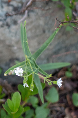 Pseudostellaria jamesiana
