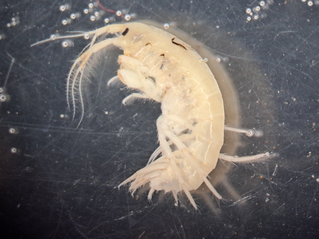 Gammarus insensibilis