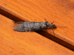 Dysmicohermes disjunctus