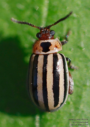 Eastern Five-striped Kuschelina