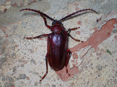 Prionus pocularis
