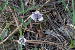 Calochortus elegans nanus