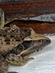 Ptychadena oxyrhynchus