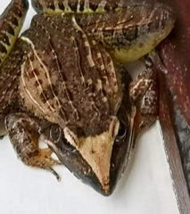 Ptychadena oxyrhynchus