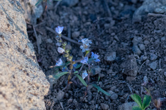 Phacelia pringlei