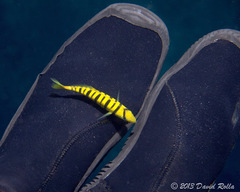 Gnathanodon speciosus
