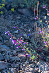 Penstemon parvulus