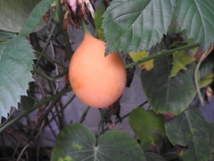 Passiflora ligularis