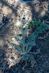 Cirsium cymosum