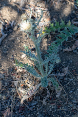Cirsium cymosum