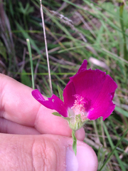 Callirhoe involucrata