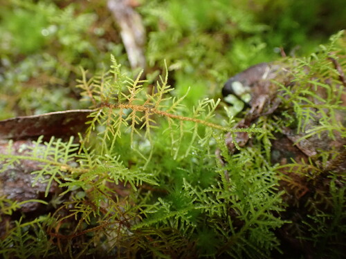 Image of Thuidium cymbifolium by no rights reserved