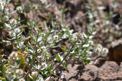 Galium serpenticum scotticum