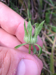 Callirhoe involucrata