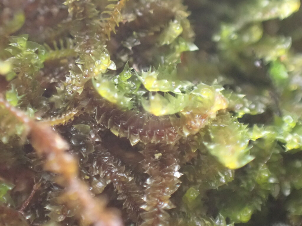 Anastrophyllum esenbeckii