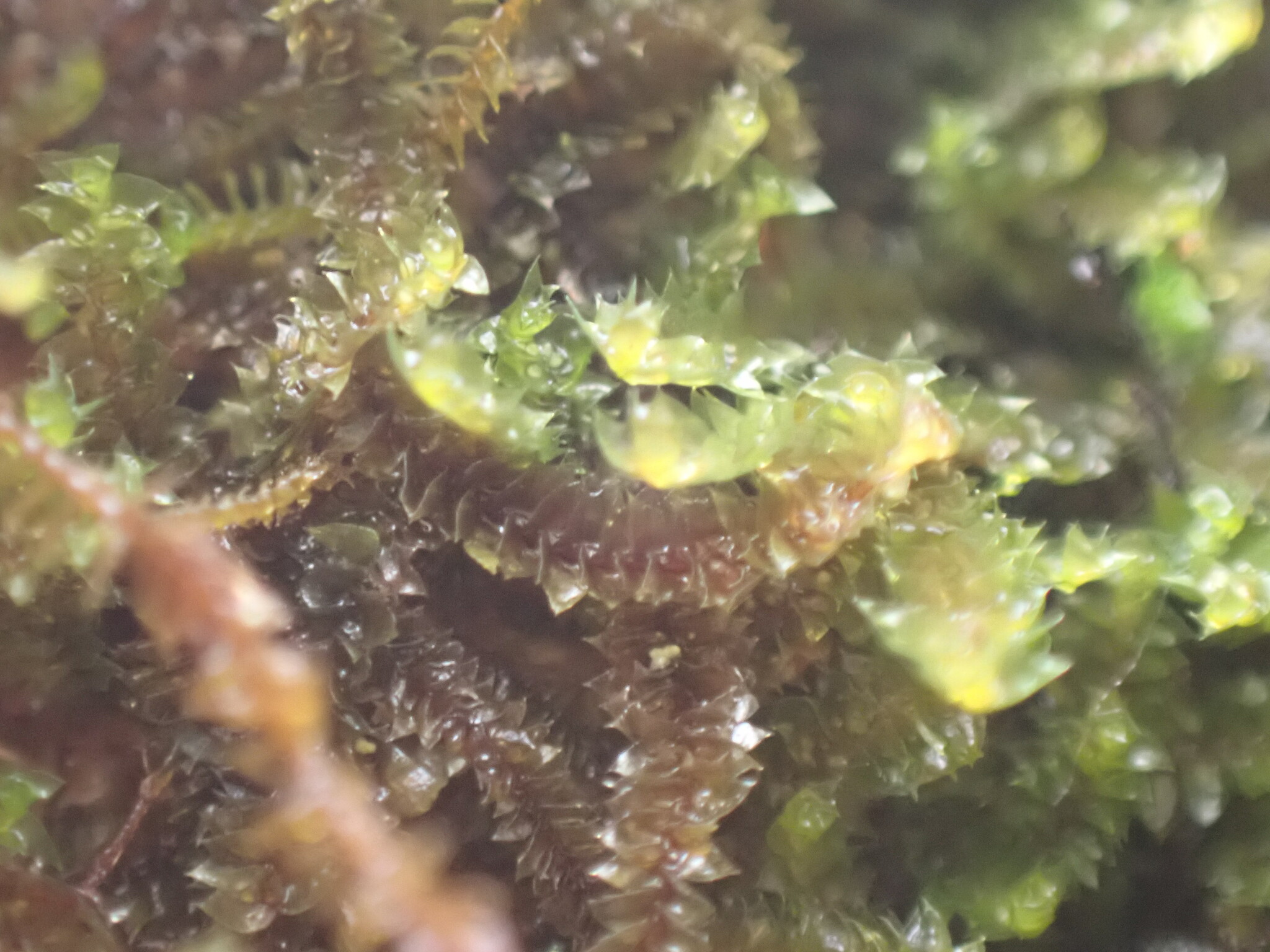 Anastrophyllum esenbeckii