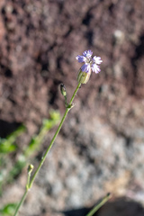 Silene grayi
