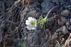 Anemone drummondii