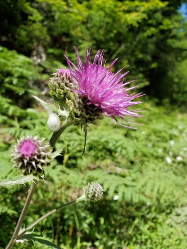 Image of Cirsium remotifolium by no rights reserved