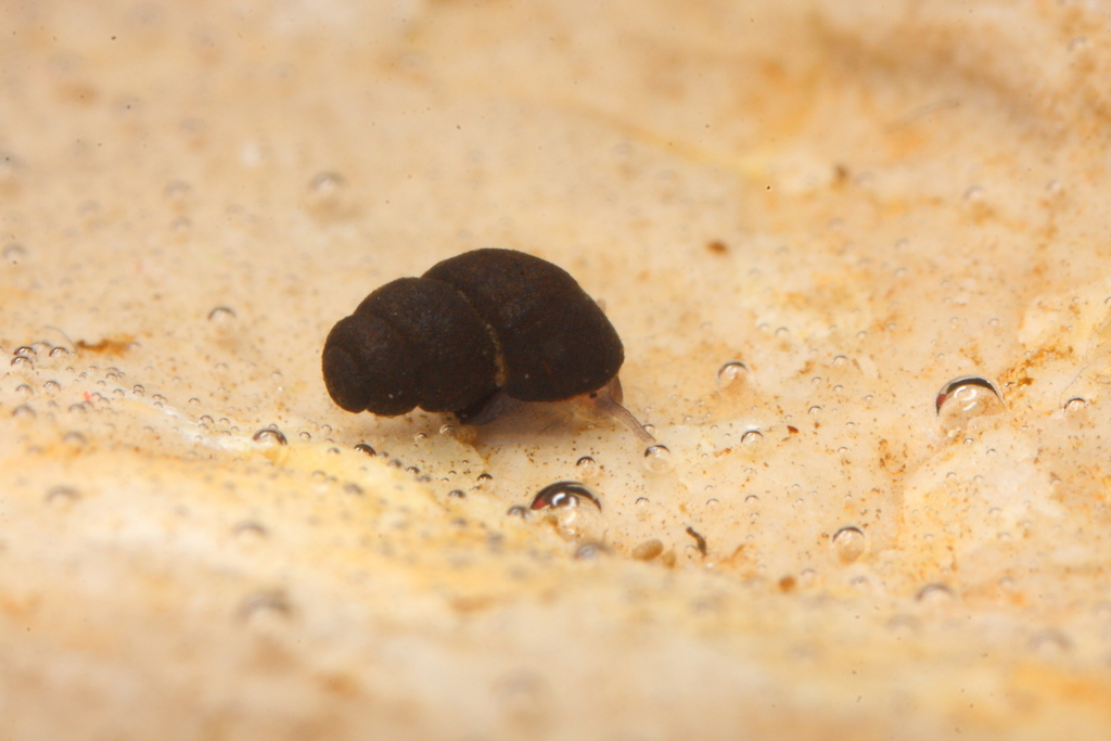 Graziana adlitzensis
